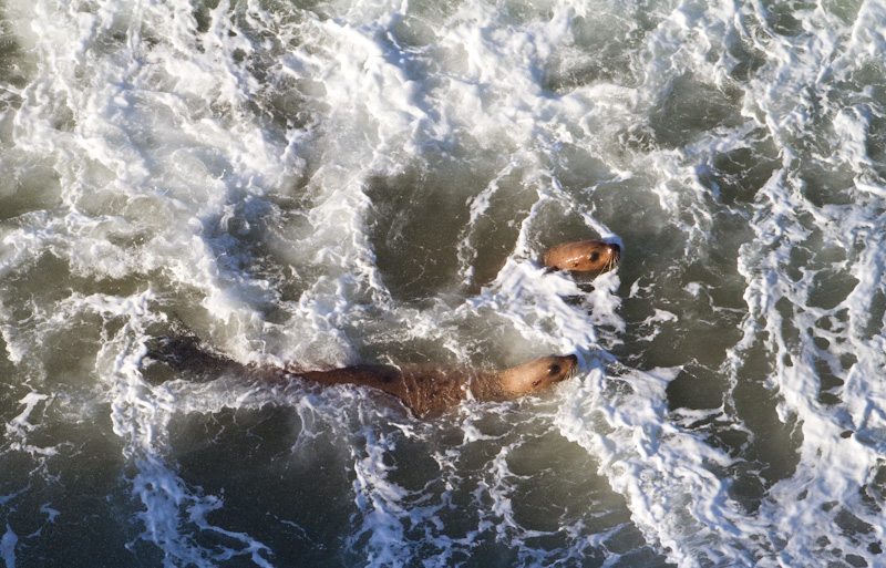 Stellars Sea Lions Playing In Surf